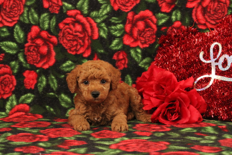 puppy, for, sale, Mini Poodle, Matthew B. Stoltzfus, dog, breeder, Gap, PA, dog-breeder, puppy-for-sale, forsale, nearby, find, puppyfind, locator, puppylocator, aca